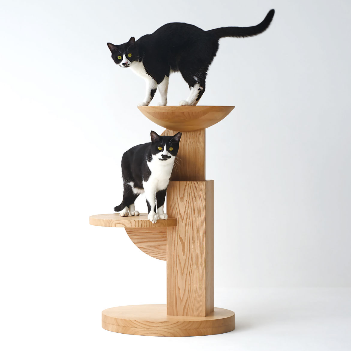 飛騨産業の猫家具medel（IC640）の天板と棚板に乗る2匹の黒白猫